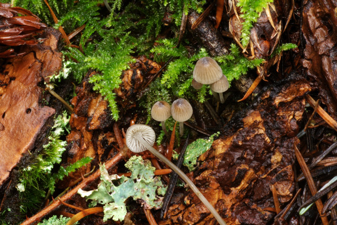Mycena cinerella